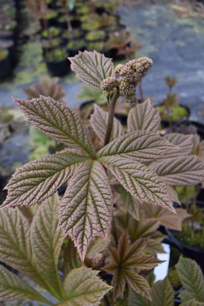 Rodgersia pinnata 'Elegans' ---